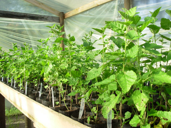 clones Tarasa